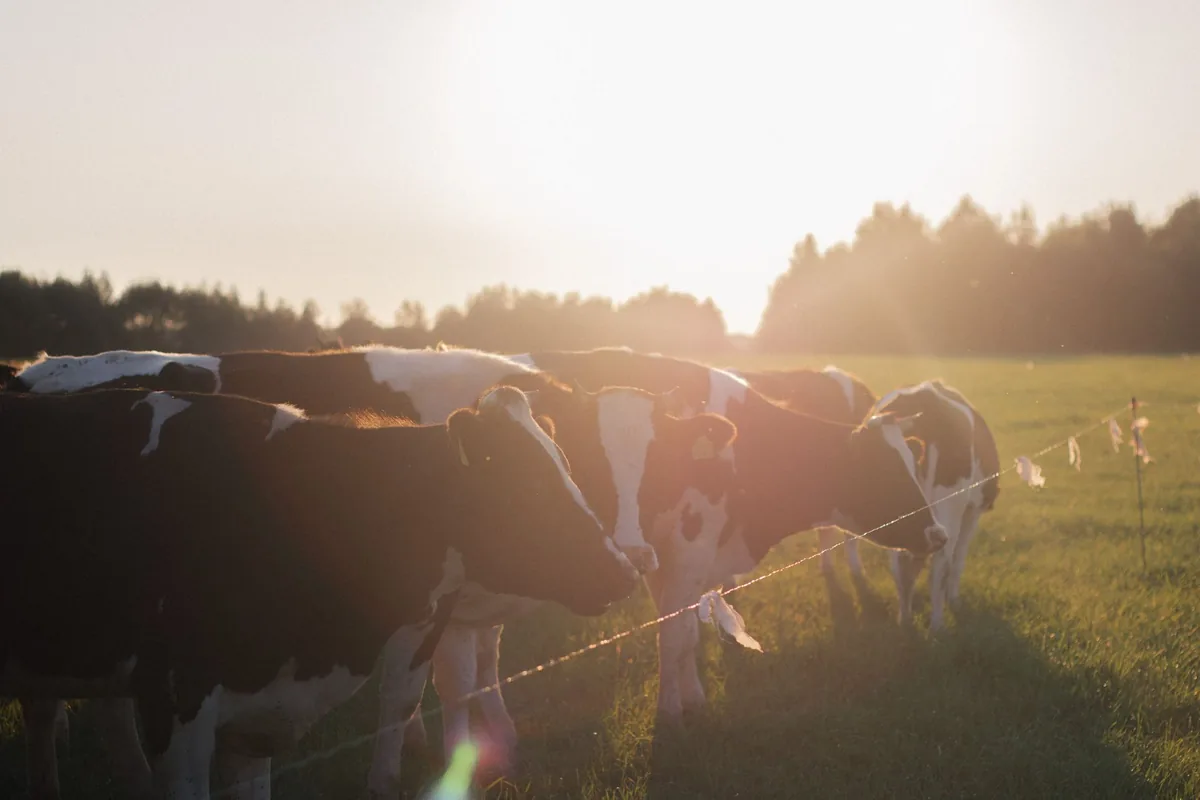 A serene scene of cows grazing on lush grass in a sunlit pasture during sunset.